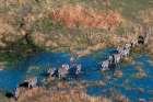 Aerial view of plains zebras walking in an Okavango Delta flood plain-Botswana Art Print